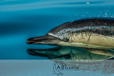 Common Dolphin face
