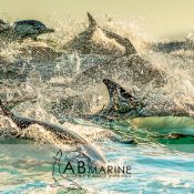 Common dolphin hunting