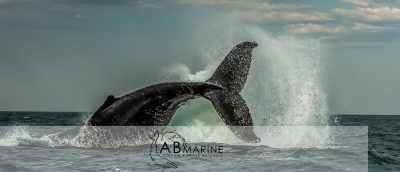 Humpback whale tail slap