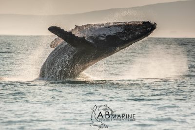 Humpbackwhale breach