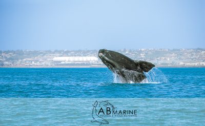 Southern Right Whale breaches infront Port Elizabeth