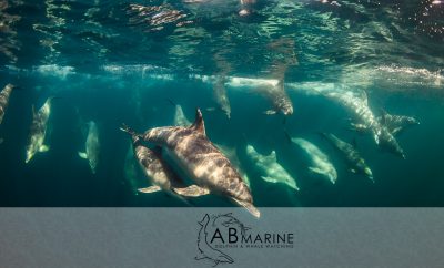 Bottelnose dolphin Underwater Evans
