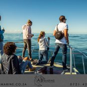 Algoa Bay Killer Whales