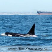 Killer Whale - Orca