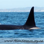 Killer Whale - Orca