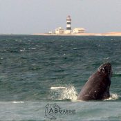 Humpback Whale