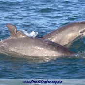 Dolphin Dorsal Damaged