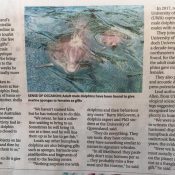 Humpback Dolphins Bearing Gifts